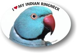 Indian Ringneck Decal