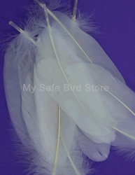 Natural Bleached White Goose Feathers 6 Pack