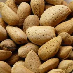 Almonds - In the Shell Per Pound