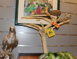 Natural Java Tree Playstands for Birds - FREE SHIPPING!