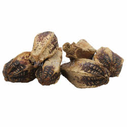 Undrilled Mahogany Pod