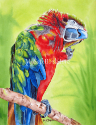 Artist Maria Barry Greeting Card Greenwing Macaw