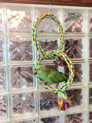 Polly's Pet Products Double Ring Swing Lg