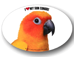 Sun Conure Decal