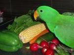 Click here to go to "FOOD & TREATS"
