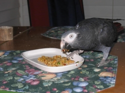 Scarlet enjoying her Bird Street Bistro cookable!