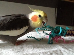 I love my new shredding toy!
