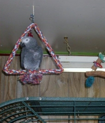 Cheeko hanging out on his Paradise Triangle Swing
