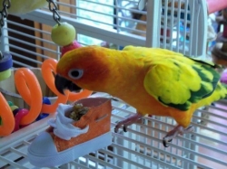 I have a new foraging toy and food!