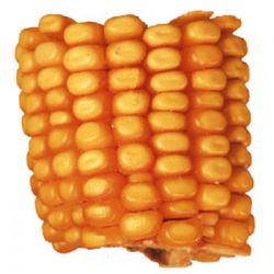 Drilled Corn 
