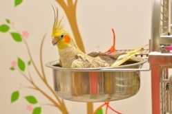 A birdbath and it's just my size!!!