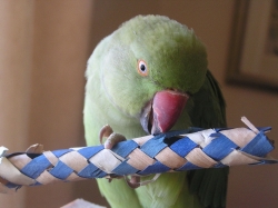 Ringo is loving her fingertrap!