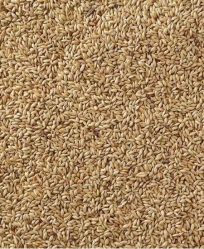 Golden Gourmet Canary Seed Bulk Per Pound