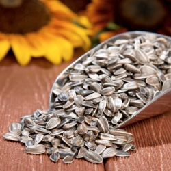 California Gray Striped Sunflower Seeds Per Pound