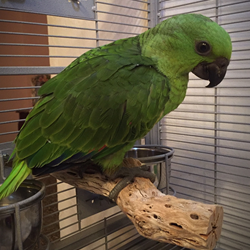Click here to go to "NATURAL WOOD PERCHES"