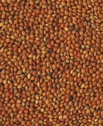 Golden Gourmet Red Siberian Millet Bulk Per Pound