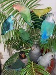 Click here to go to "SMALL BIRD FOODS/TREATS"