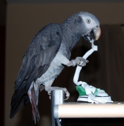 Parker checking out his new shoe!