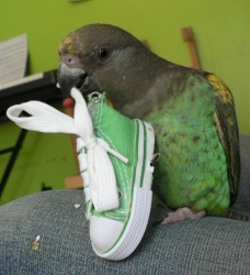Zazu loves his new shoes!