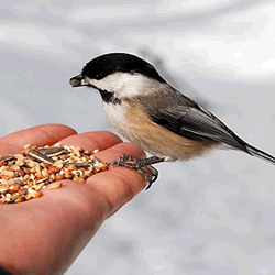 WILD BIRD FOOD