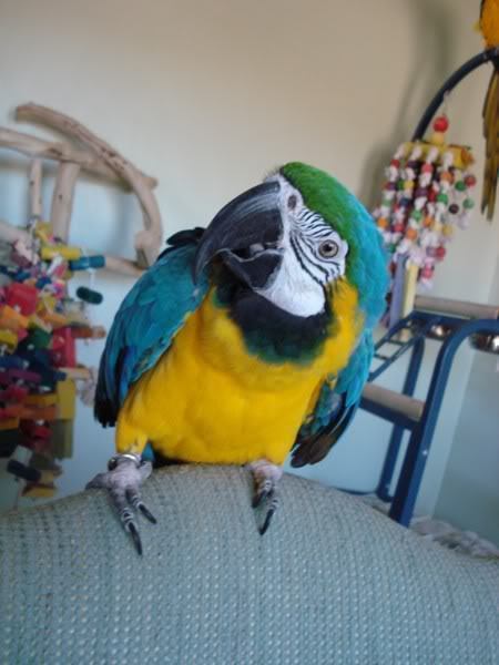 cockatoo rescue uk