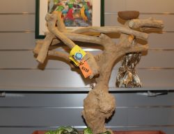 Java Tree Tabletop Stand X-Large