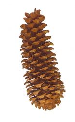 Pine Cone Jumbo