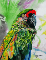 Artist Maria Barry Greeting Card Buffons Macaw