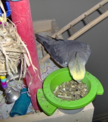 Bette feasting on some Herb Salad!