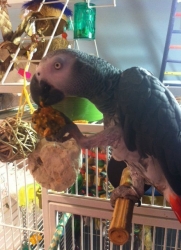 Loving his birdie bread!