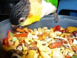 Douglas tasting the new food!