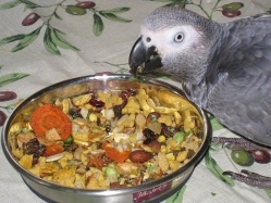 Teagan munching on Bountiful Harvest!