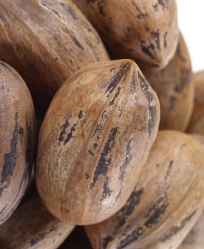 Georgia Pecans In Shell #1 Quality