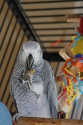 Hank lovin' the Momma's Birdie Bread!