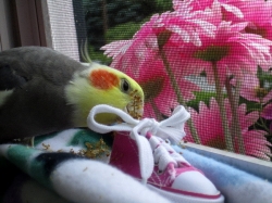 With his foraging sneaker!