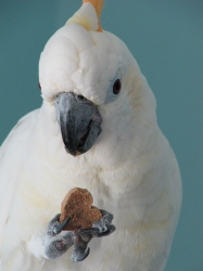 Kiwi enjoying her Zupreem Cookies