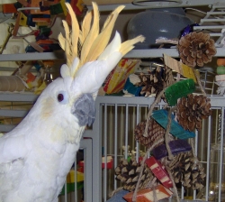 Nelly enjoying her Chopper's Rainbow Pines!