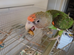 Lola loves her Pandanus Fruit!