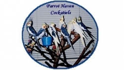 Parrot Haven Cockatiels