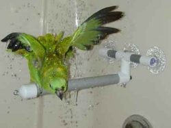 Polly's Pet Products Deluxe Shower Perch Small