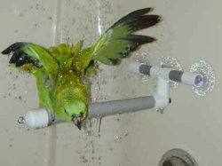 Polly's Pet Products Deluxe Shower Perch Small