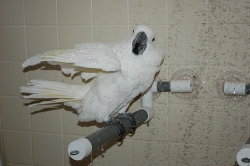 Polly's Pet Products Deluxe Shower Perch Large