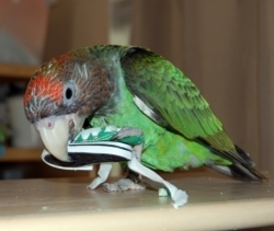 Cooper has a birdie shoe!