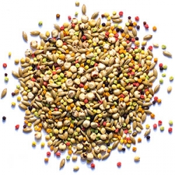 Zupreem Sensible Seed for Small Birds 2# Bag