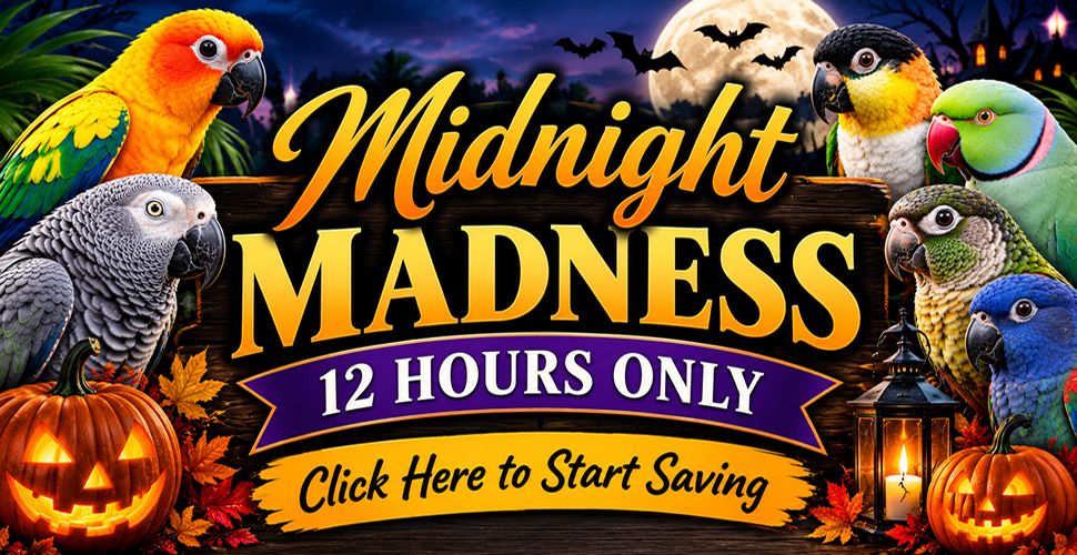 midnight_madness_halloween_r1_c1.jpg